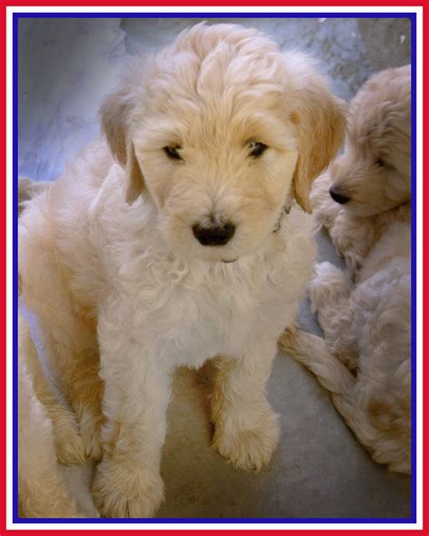 We are a New England, Hanover, Massachusetts Home Breeder of Mini, Med, & Standard American & English <b>Goldendoodles</b>. . Goldendoodles western ny